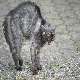 Monotech%20-%20Nachbars%20Katze%20%28Original%20Mix%29
